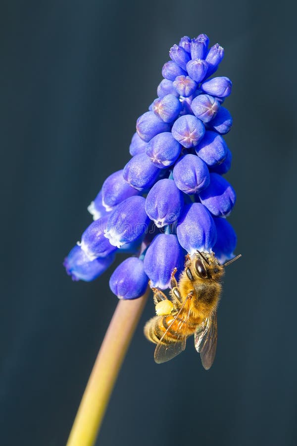 Bee Insect Eating Nectar at Blue Grape Hyacinths Stock Photo Image of