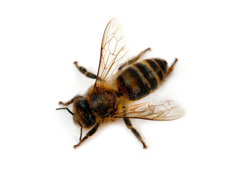 Bee isolated