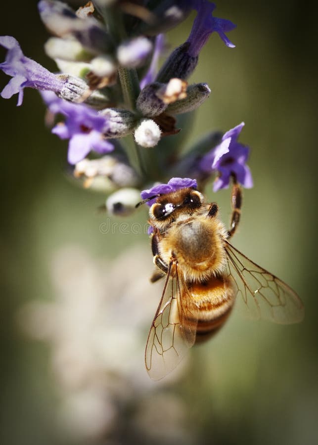 Pollinating bee stock image. Image of sting, color, pollen 5867851