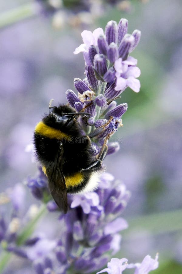 Bee on lavender