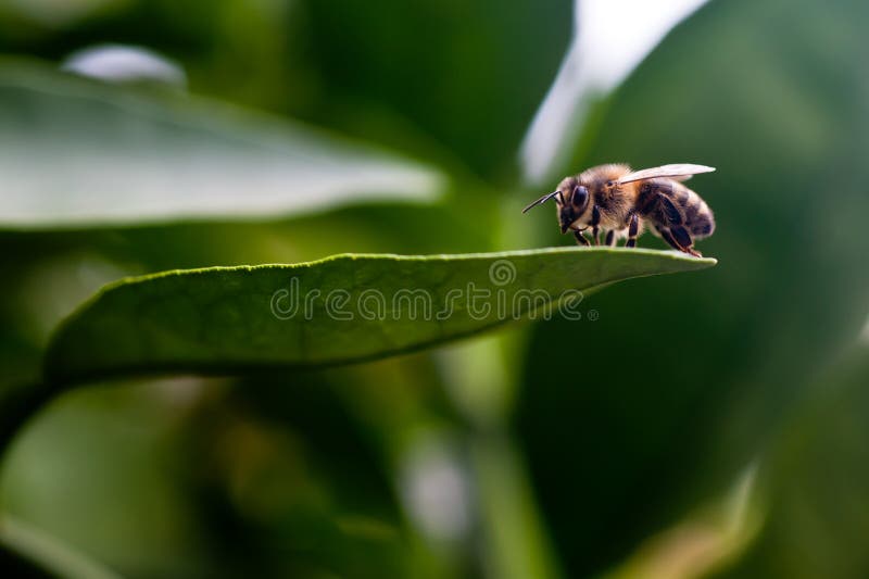 Bee on lemon tree leaf