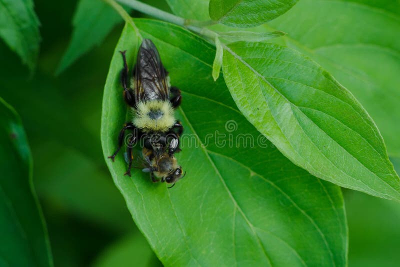 Bumble Bee Mimic Robber Fly - Laphria thoracica royalty free stock image