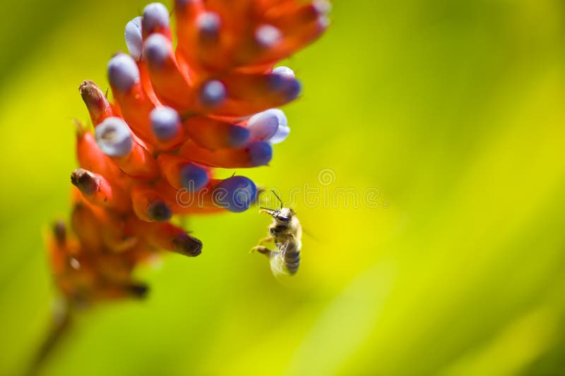 Bee looking for nectar