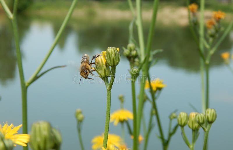 Working bee need flowers stock image. Image of spring 109895487