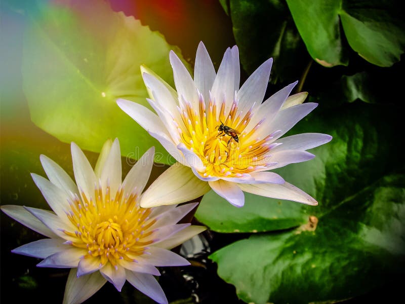 Bee on lotus flower stock photography Bee on lotus flower stock photography