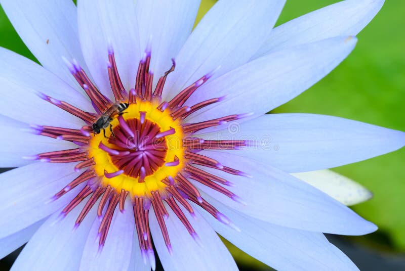 Bee in lotus