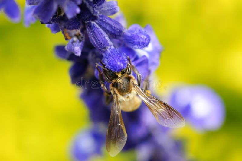 Bee In Love With Flowers Picture. Image 4591598