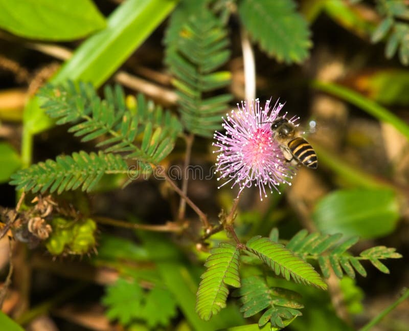 Bee on Mimosa flower