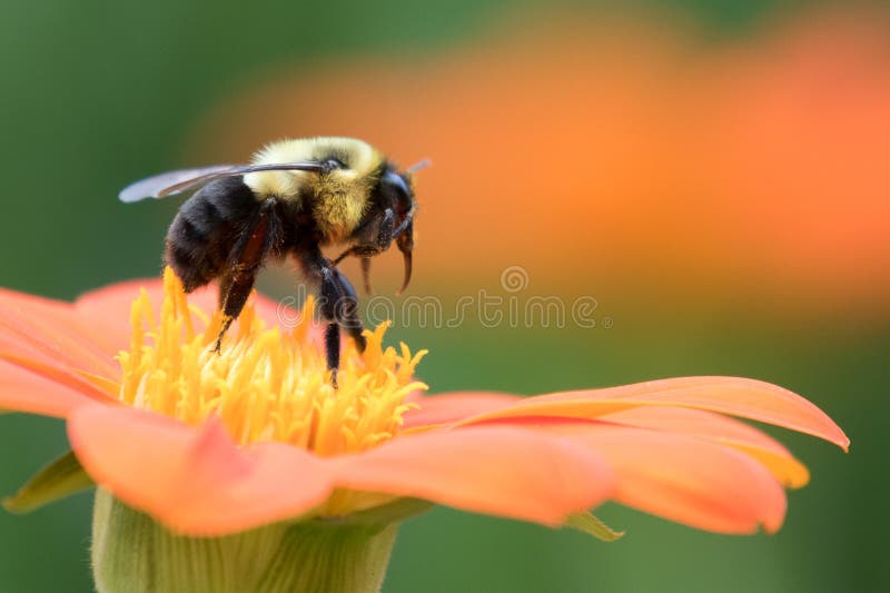 Bee Moving from Flower To Flower Stock Photo Image of pollen, macro 64500070