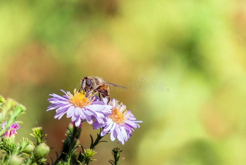 Bee Moving from Flower To Flower Pollinating As it Goes Stock Image