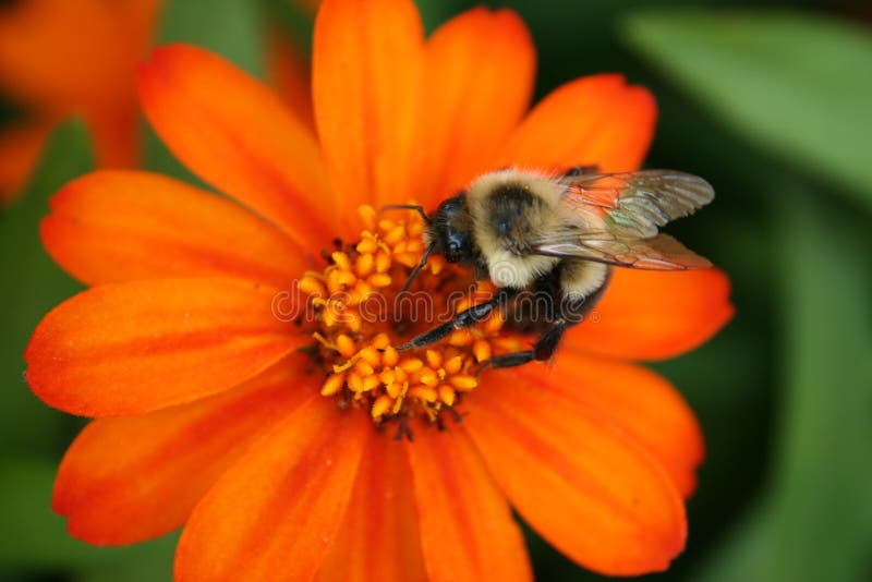 Bee on Orange Aster