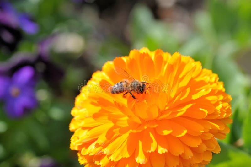 Bee on orange calendula stock image. Image of plant, apis 13649683