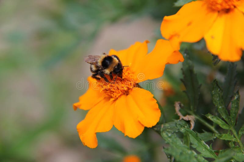 Bee in an orange flower stock photo. Image of cable 128573512