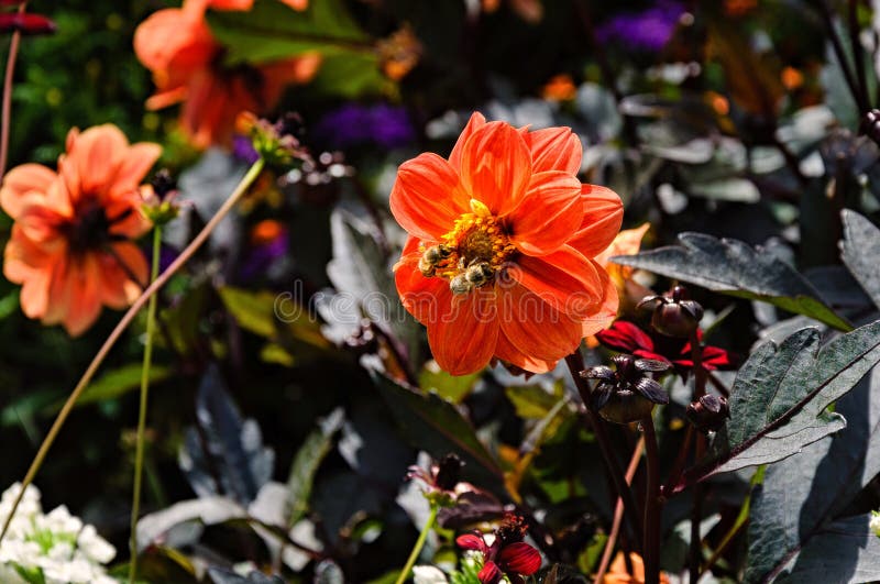 Bee and Orange Flower stock image. Image of orangeflower 85248805