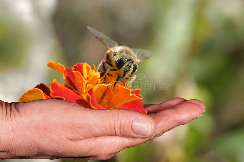 Bee and orange flower in a hand