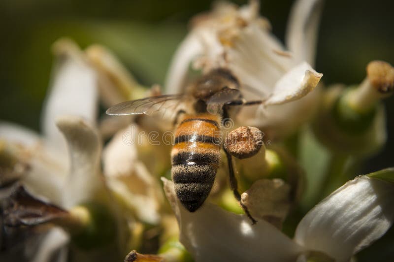 The Bee on the Orange Flower in the Spring Stock Photo Image of honey