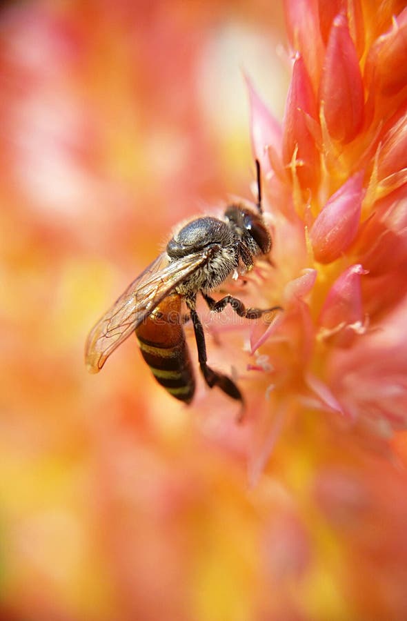 Bee and orange flowers stock image. Image of springtime 51995015