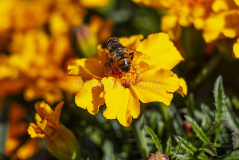 Bee on an Orange Marigold Flower Stock Photo Image of flora