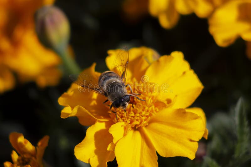 Bee on an Orange Marigold Flower Stock Photo Image of beauty, diptera