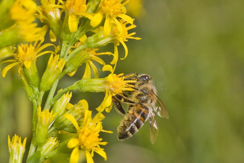 Bee pick nectar