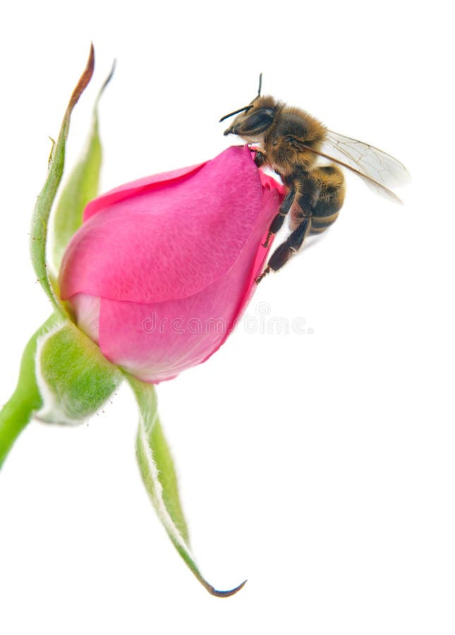 Bee and pink