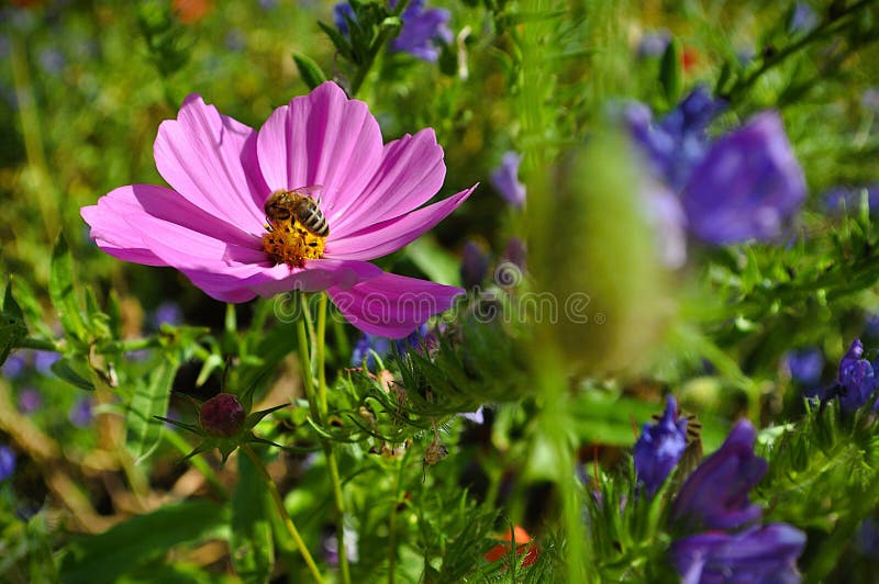 Bees and Pink Cosmos Birthday | Greeting Card Bees and Pink Cosmos Birthday | Greeting Card