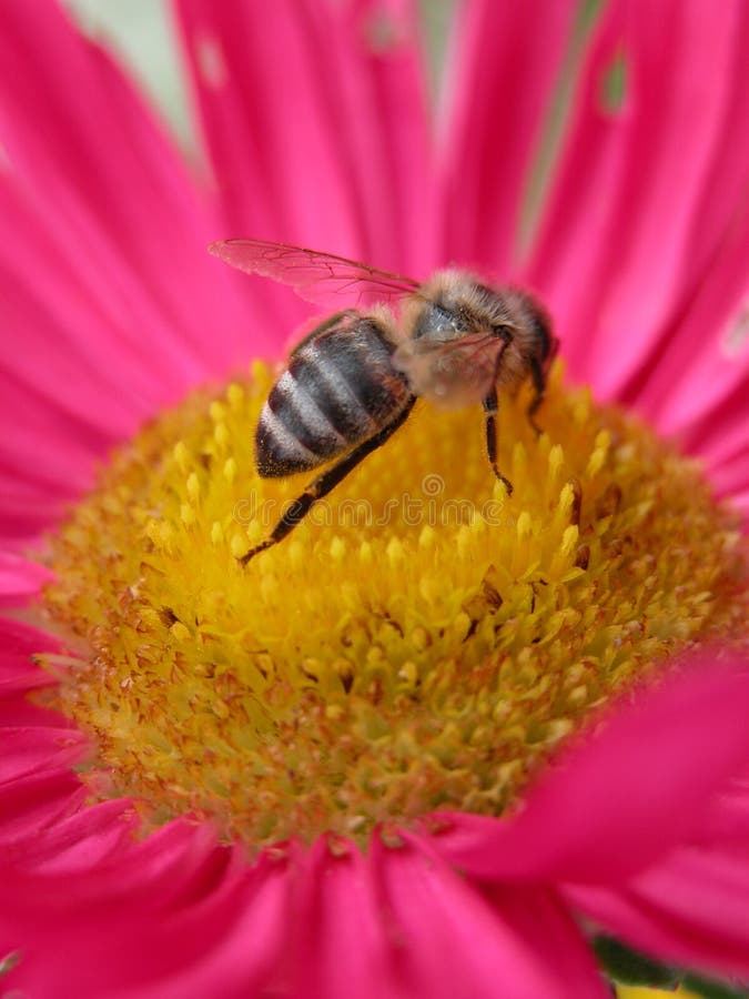 Bee on a pink flower 2 royalty free stock images Bee on a pink flower 2 royalty free stock images