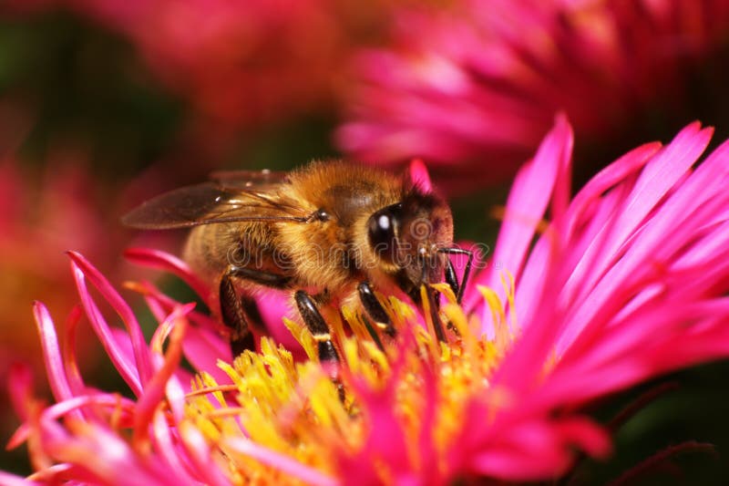 Bee on pink flower