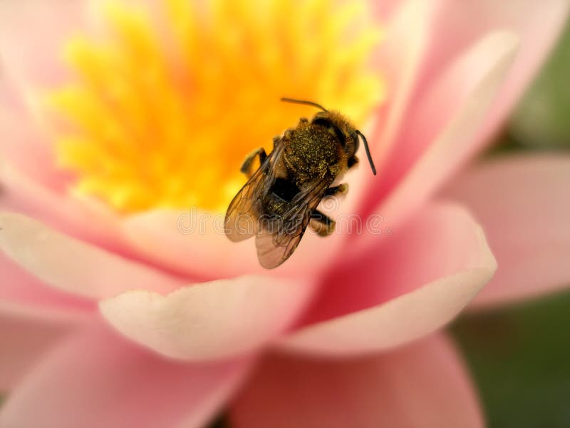 A bee on a pink lotus flower