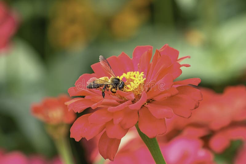 Bee on Pink Zinnia Bright Colors Attract Insects Stock Image Image of