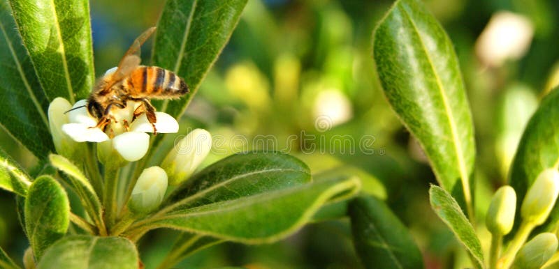 A bee on a pittosporo s flower