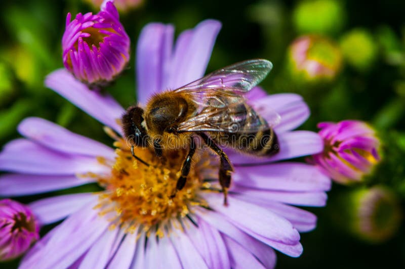 Bee leštenie fialová diasy v lete.