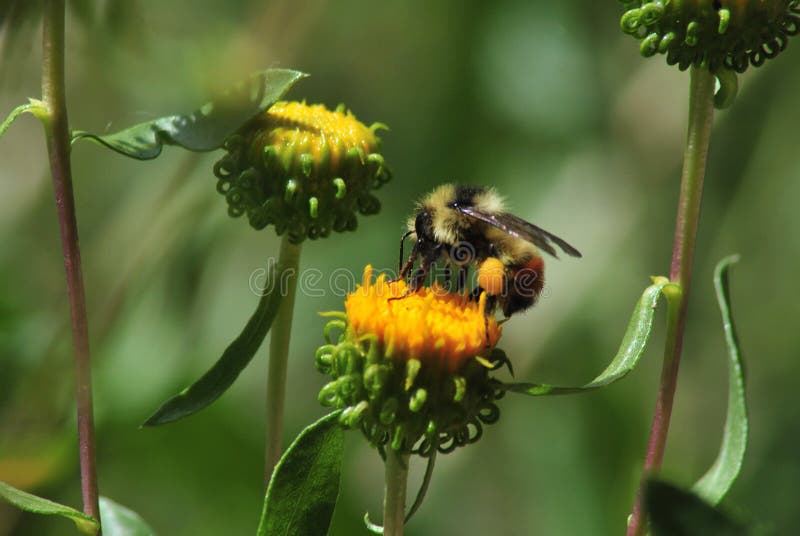 Bee with Pollen