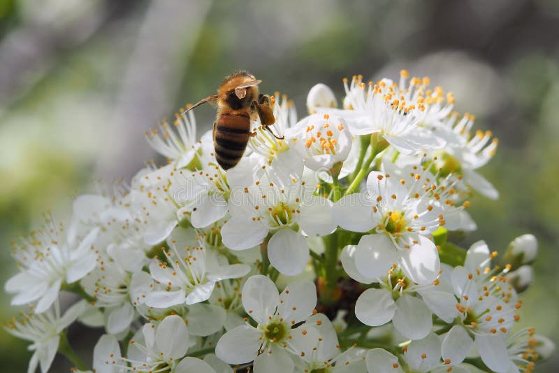 Bee with Pollen on Cherry Blossoms Stock Photo Image of animal
