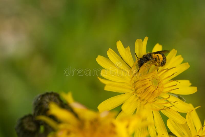 177 Pollen Sac Photos Free Royalty Free Stock Photos From Dreamstime