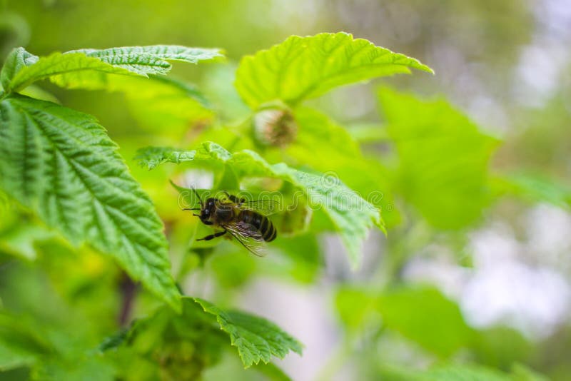 Bee Pollinate on Flower of Raspberry, Nature Background. Stock Image