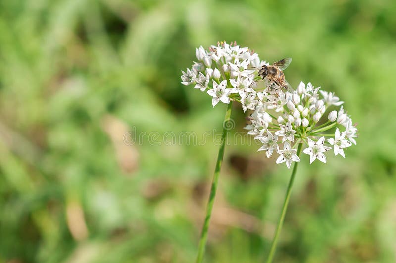 Bee Pollinate White Flowers Stock Photo Image of nectar, macro 86643768