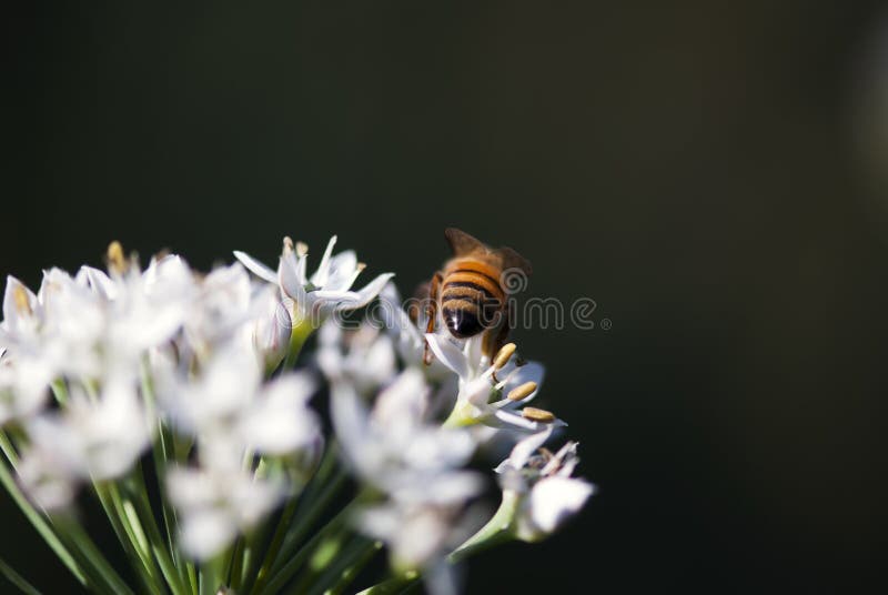 Bee on Allium Flower stock photo. Image of details, flower 99906316