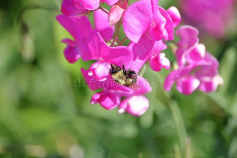 Bee Pollinates Wildflower stock photos Bee Pollinates Wildflower stock photos