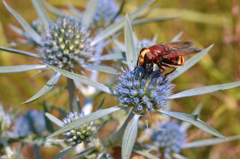 Bee pollinating