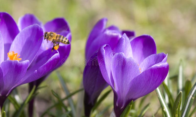 Bee pollinating Crocus flowers