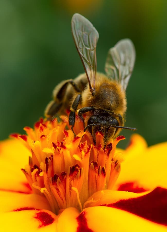 Bee Pollinating Marigold Flower Close-Up