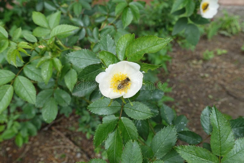 Bee Pollinating Single White Flower of Dog Rose in May Stock Photo