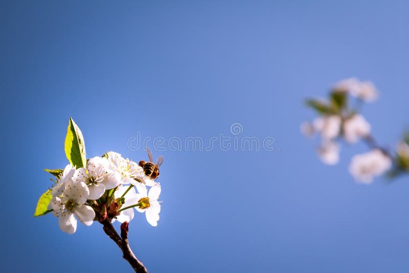 Bee pollinating spring blossoming flowers royalty free stock images Bee pollinating spring blossoming flowers royalty free stock images