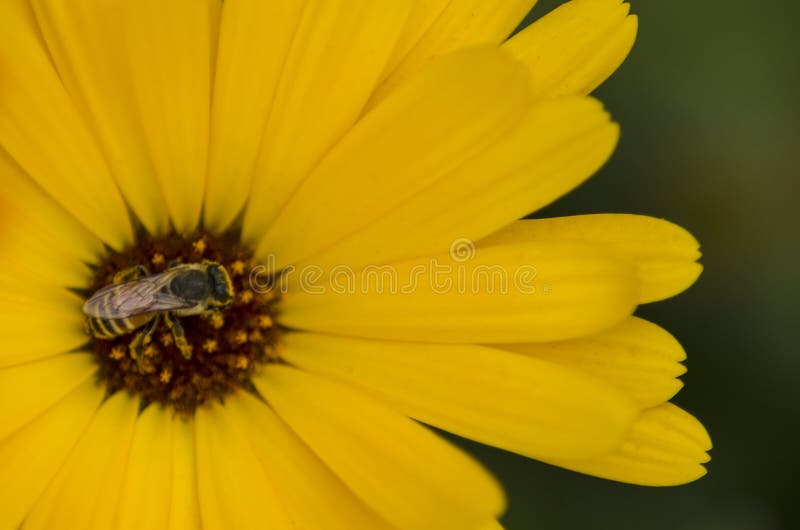 Bee Pollinating a Yellow Calendula Flower Stock Photo Image of