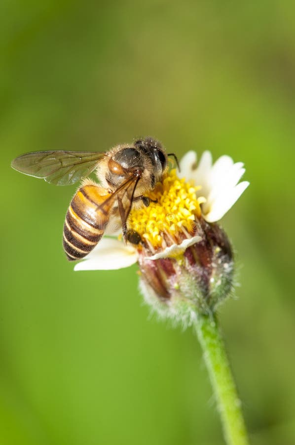 Bee Pollination stock image. Image of insect, coral, flower 42433337