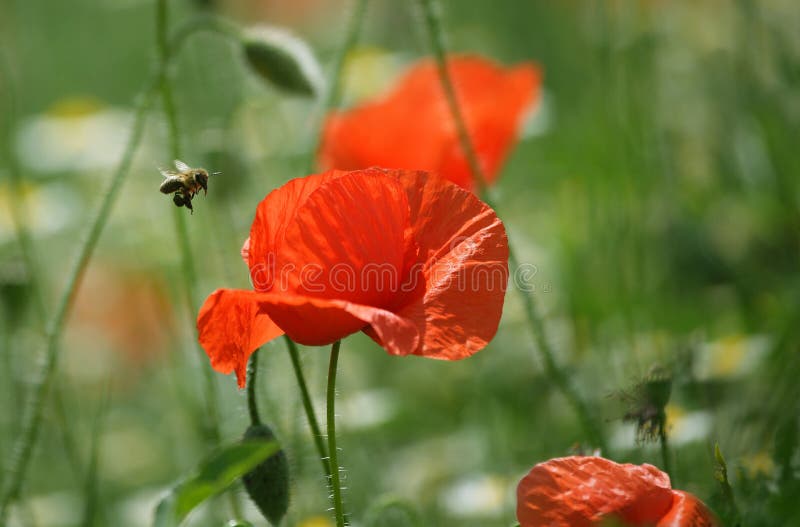 Bee and poppy flower stock image. Image of field, park 30963501
