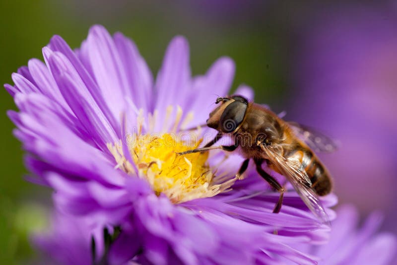 Bee on purple flower stock image. Image of blooming, closeup 34305931