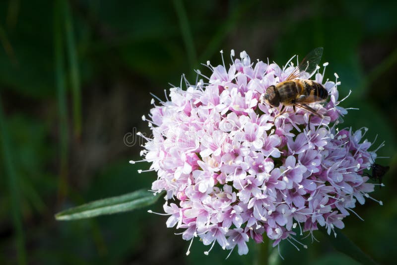 Bee on purple flower