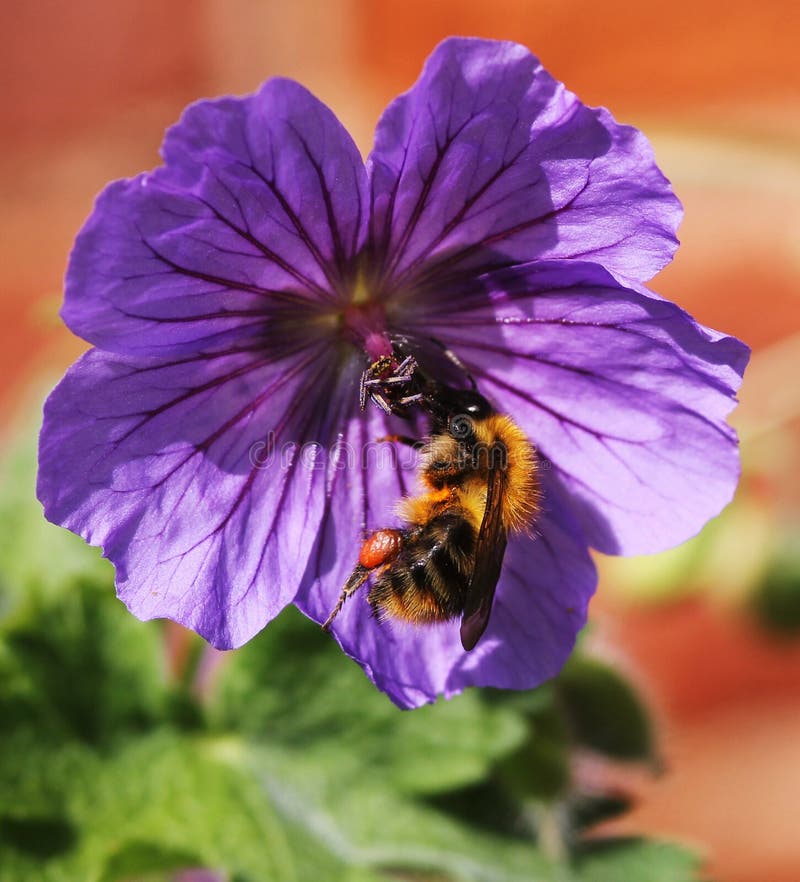 A Bee on a Purple Geranium Flower Stock Image Image of light, blossom